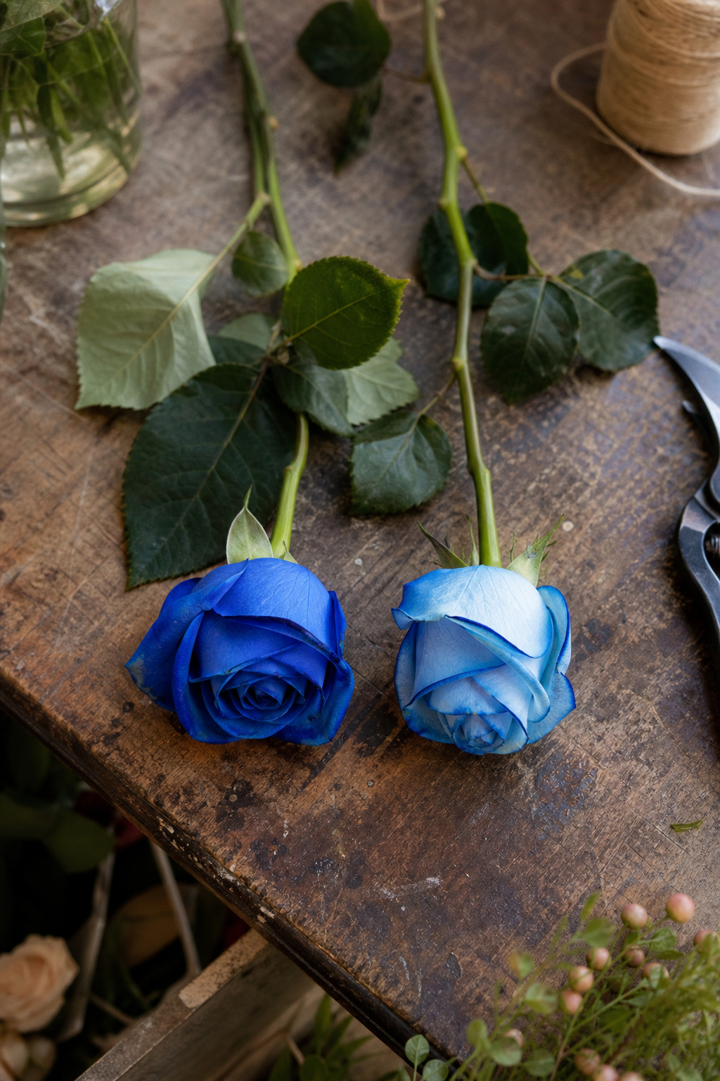 Two blue roses side by side showing different dyeing techniques, spray-painted and absorption-dyed