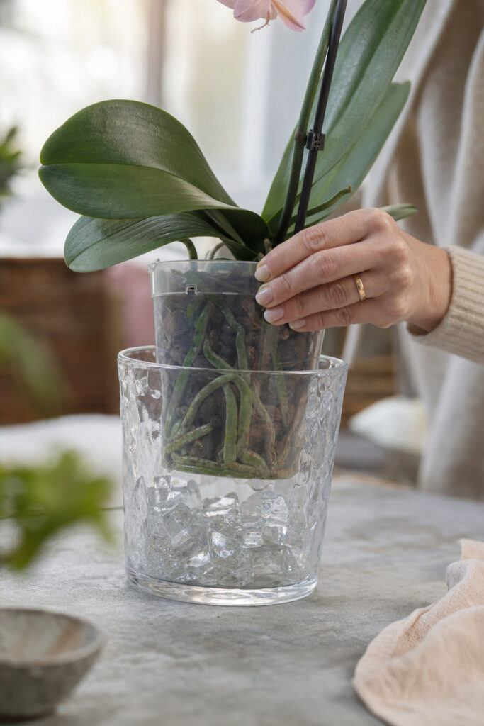 Hand lifting an orchid liner out of its decorative vessel to check the roots