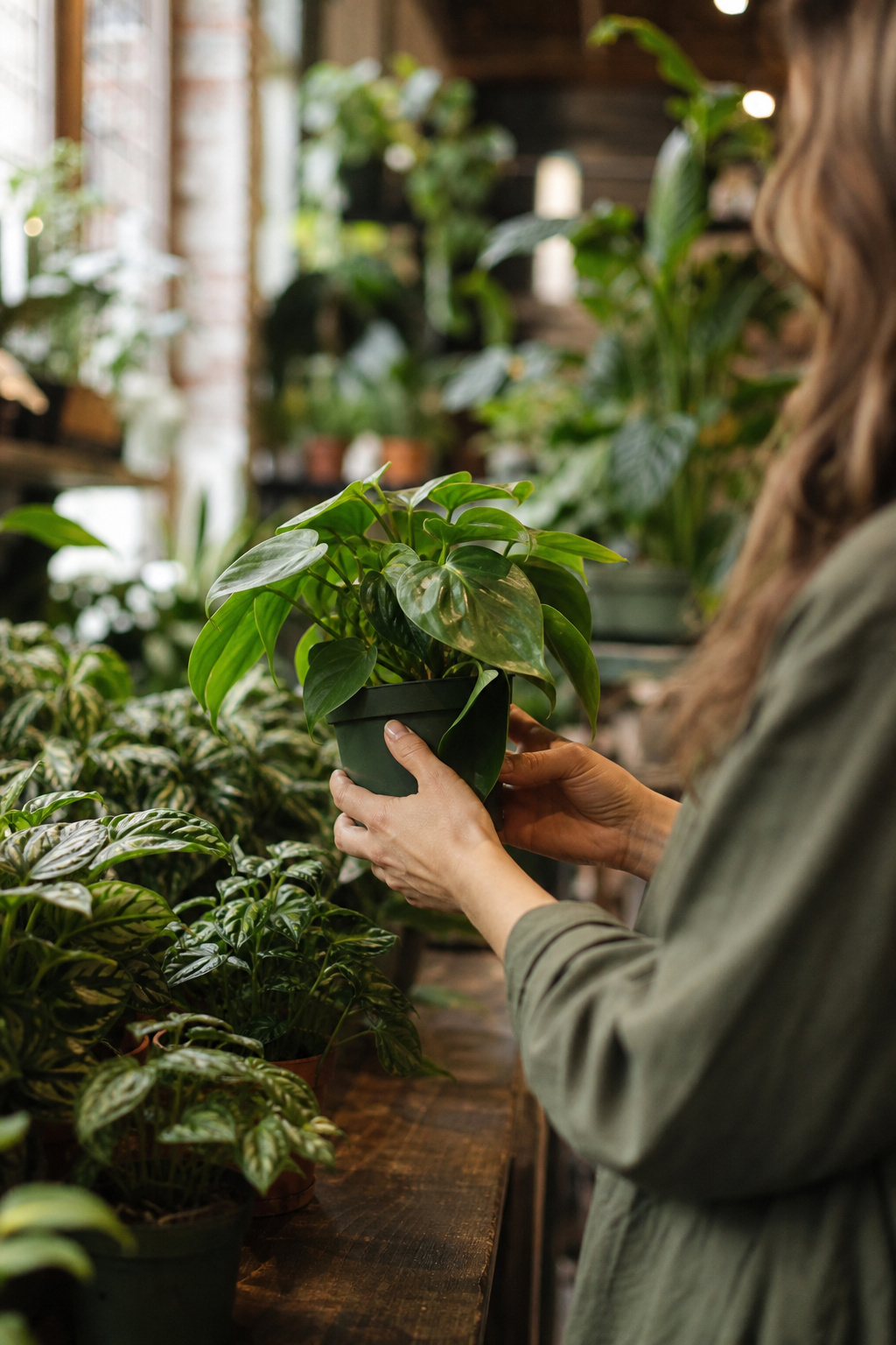 Florist selecting a healthy potted houseplant at a local shop