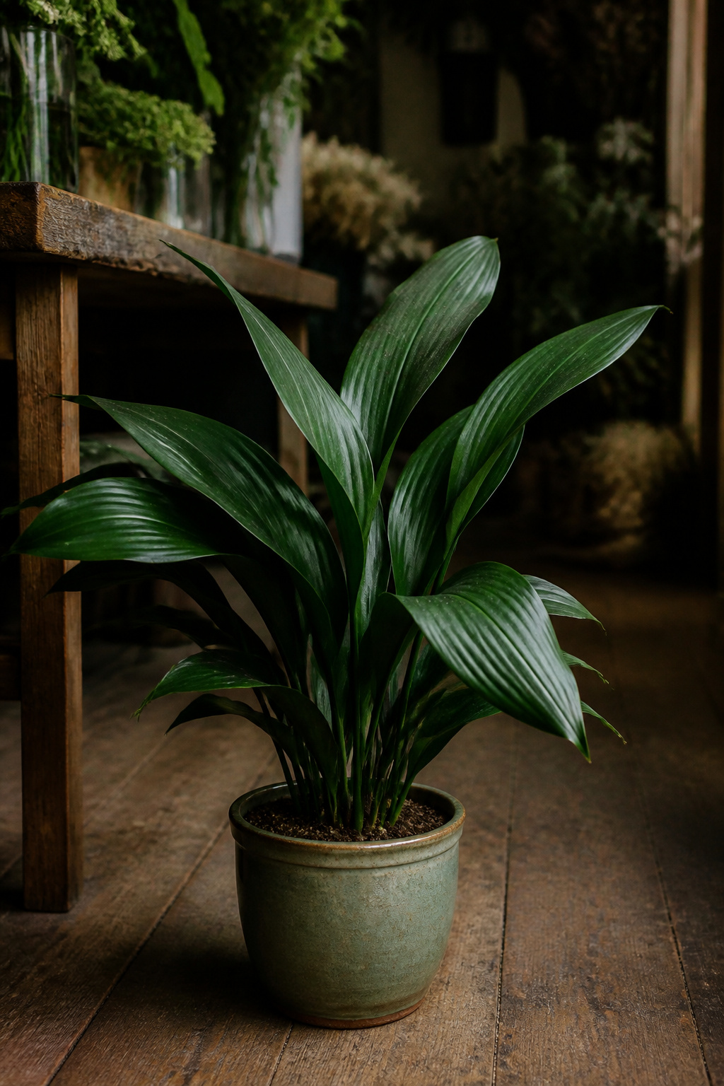 Dark green cast-iron plant leaves in a simple pot