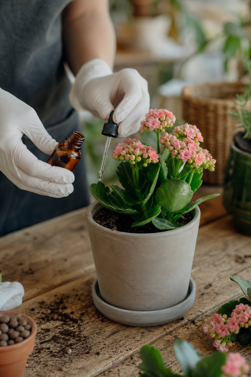 Diluted liquid fertilizer being added to a kalanchoe plant
