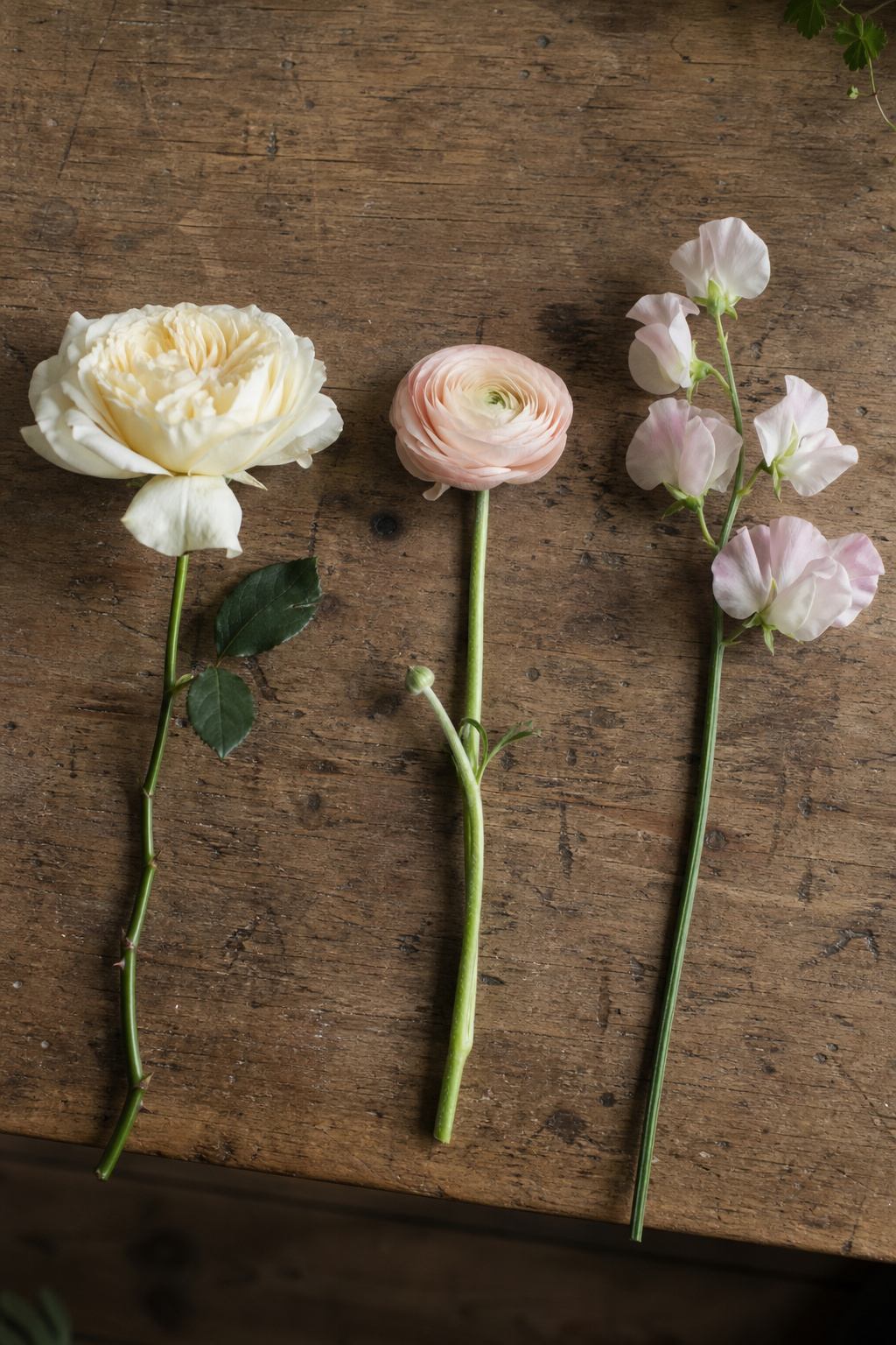 Three loose stems of garden rose, ranunculus, and sweet pea laid separately on a wooden bench