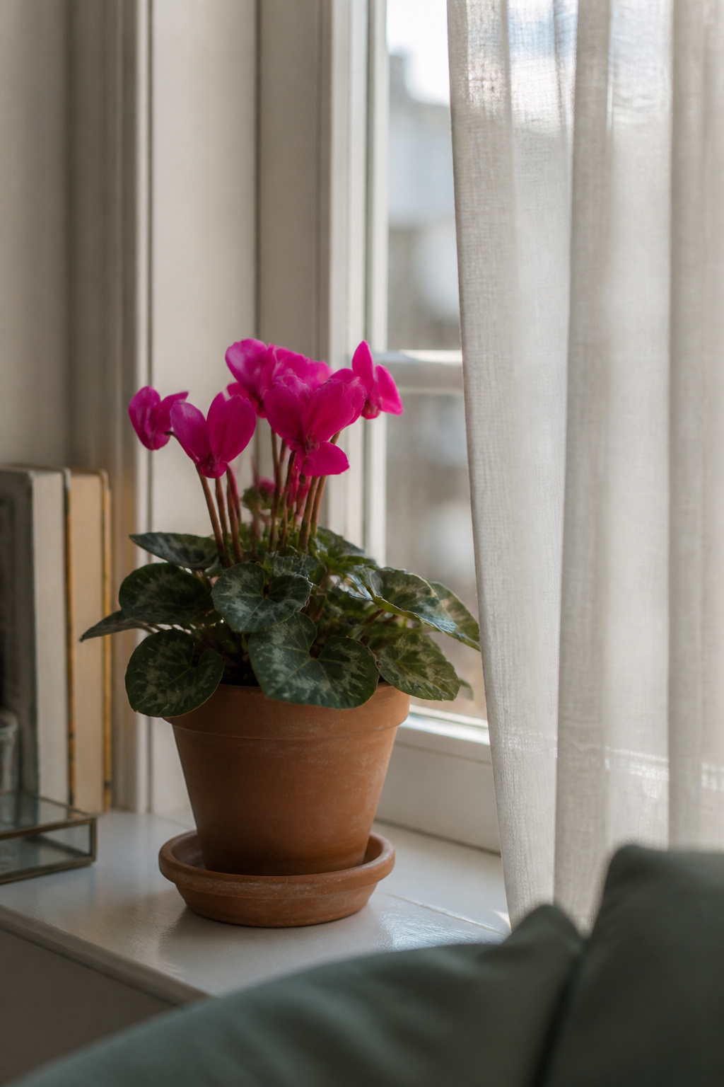 Cyclamen plant sitting near a cool bright window away from a heat vent