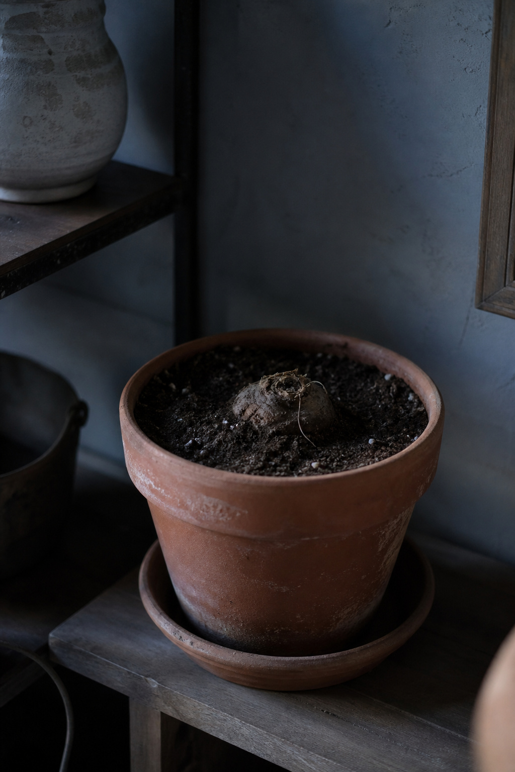 Bare cyclamen pot with dormant tuber resting in a cool dark storage spot