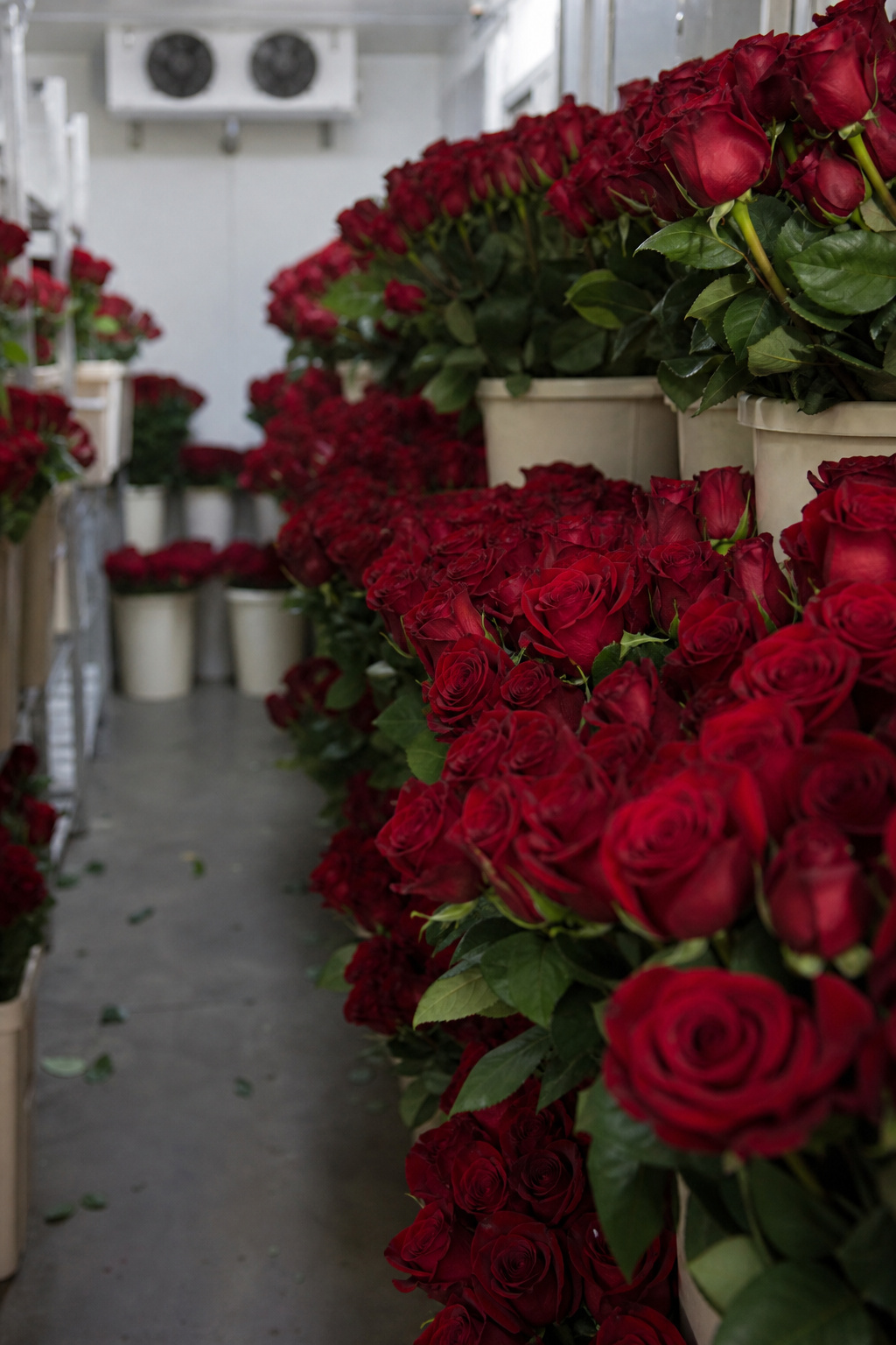 Rows of buckets filled with red roses lining the cooler of a busy flower shop