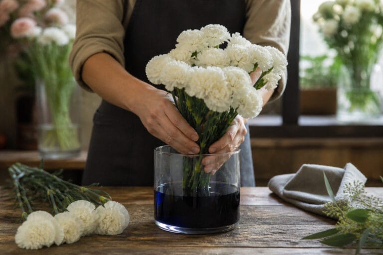 Florist dyeing white carnations navy blue in a glass vessel on a wood worktable