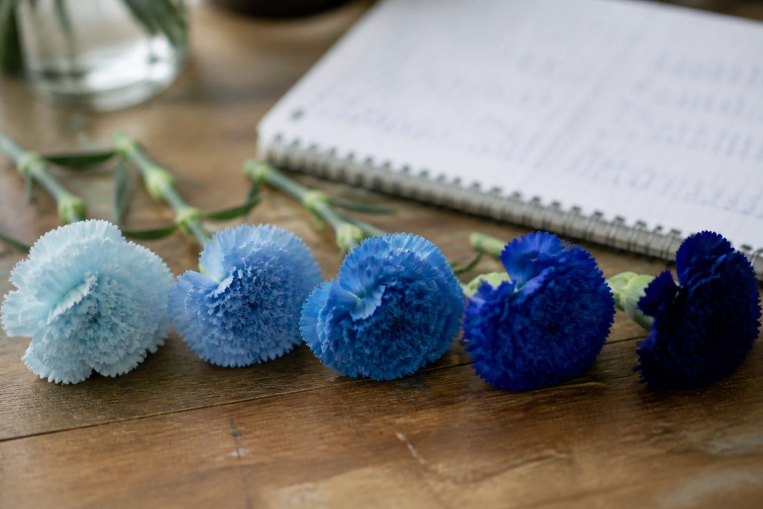 Row of test carnations showing different shades of dye color on a worktable
