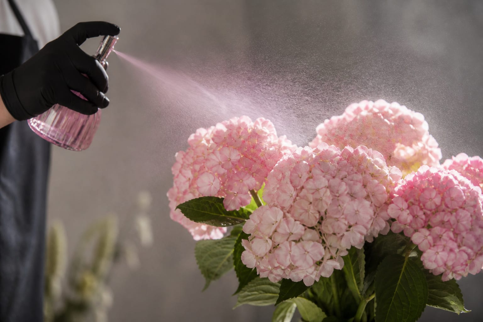 Florist spray-tinting hydrangea blooms with a fine mist of color