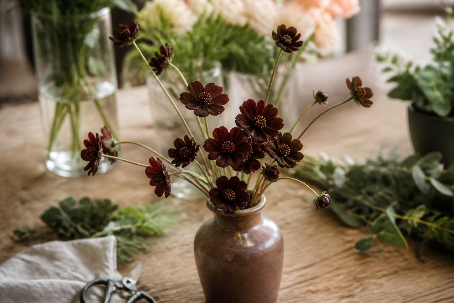 Deep maroon-brown chocolate cosmos blooms in a small vase