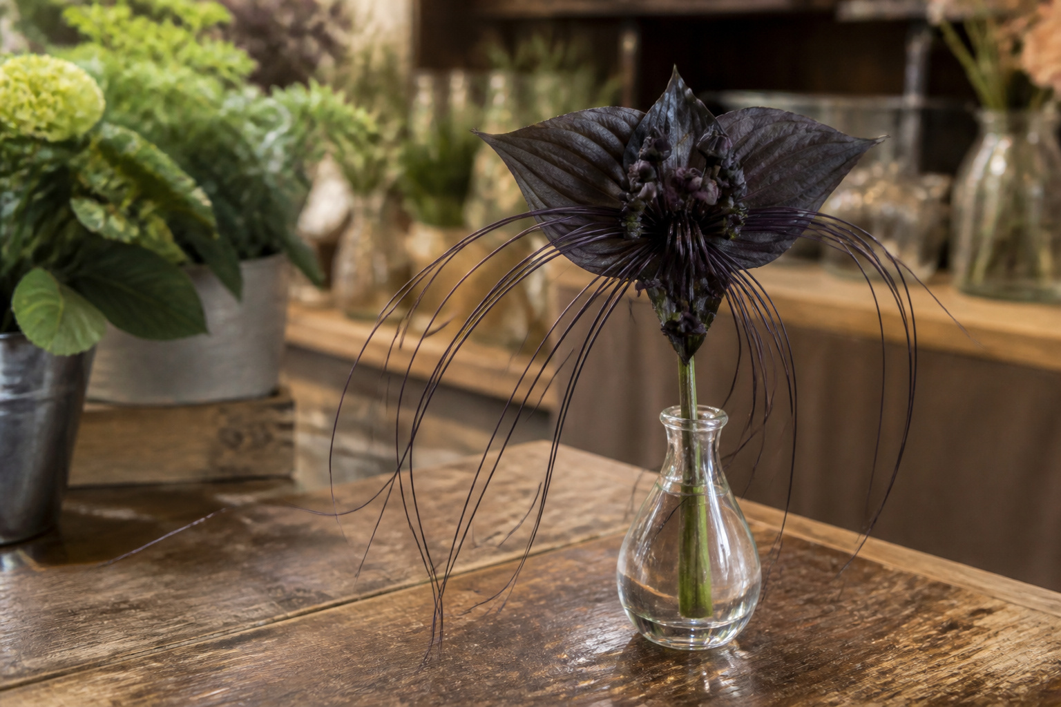Black bat flower (Tacca) bloom with long whisker-like bracts in a bud vase