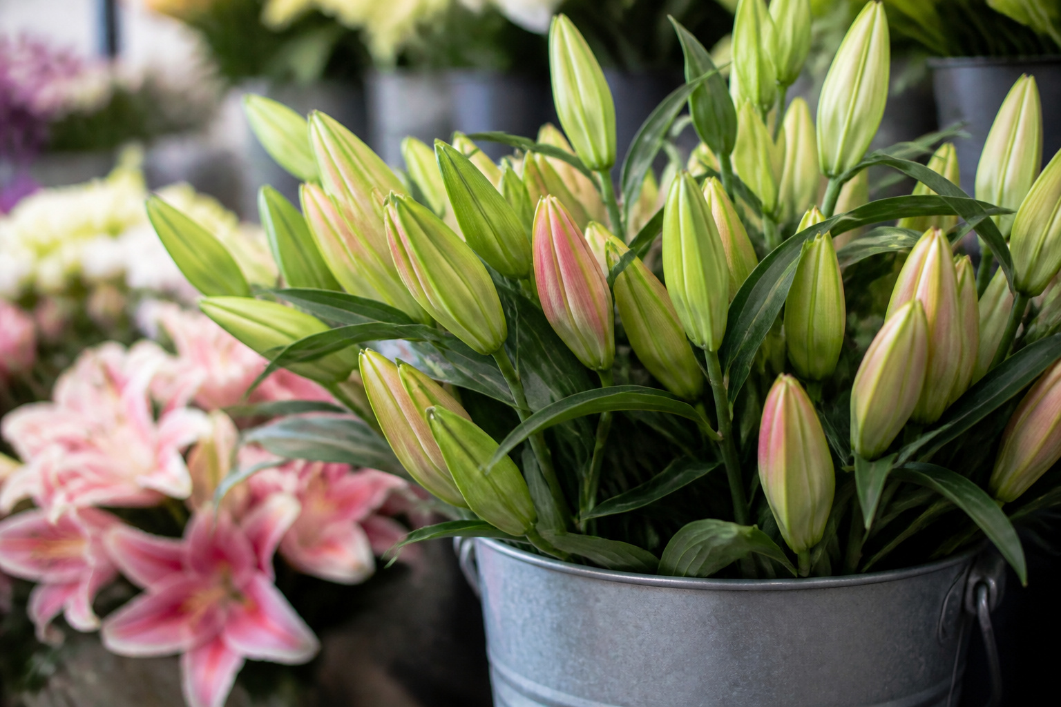 Tightly closed Oriental lily buds in a florist's bucket ready for purchase