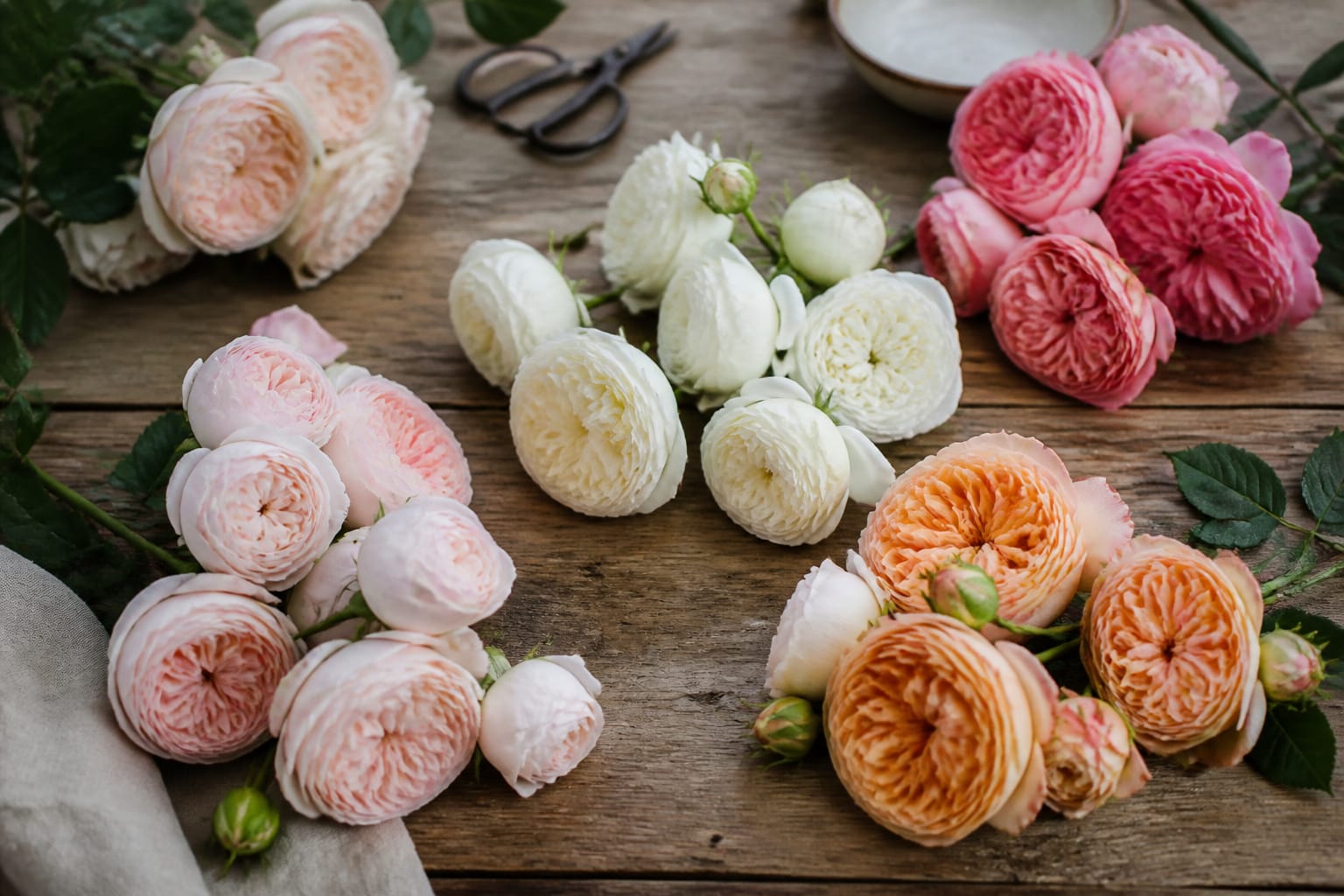 Several garden rose varieties in blush, white, and peach arranged on a worktable