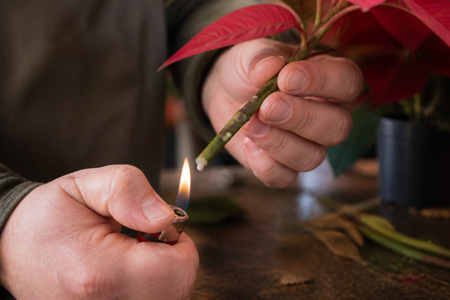 Florist searing the cut end of a poinsettia stem over a flame to seal the sap