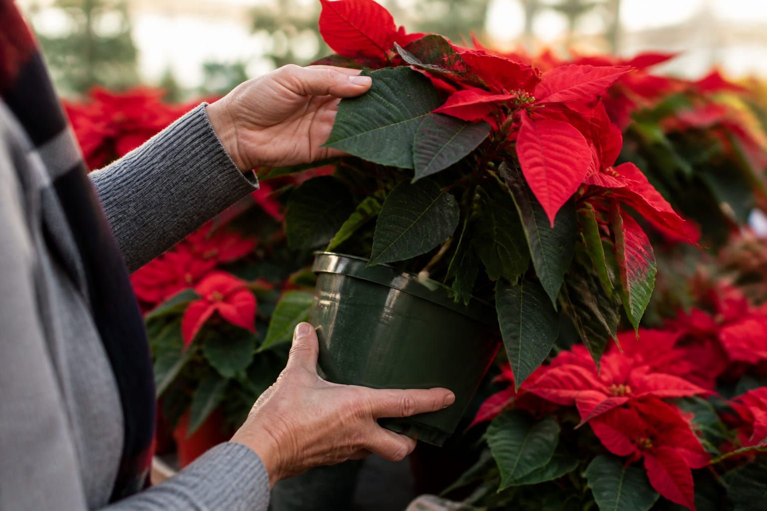 Hands checking a poinsettia's leaves and pot weight before buying