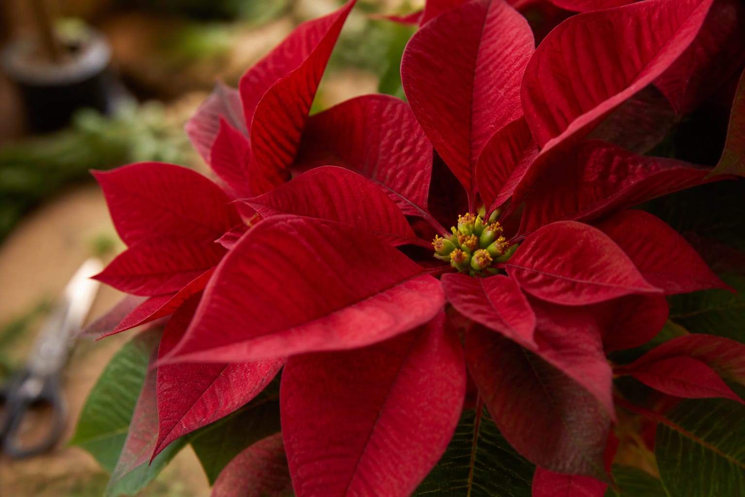 Close-up of poinsettia cyathia, the true flowers at the center of the bracts