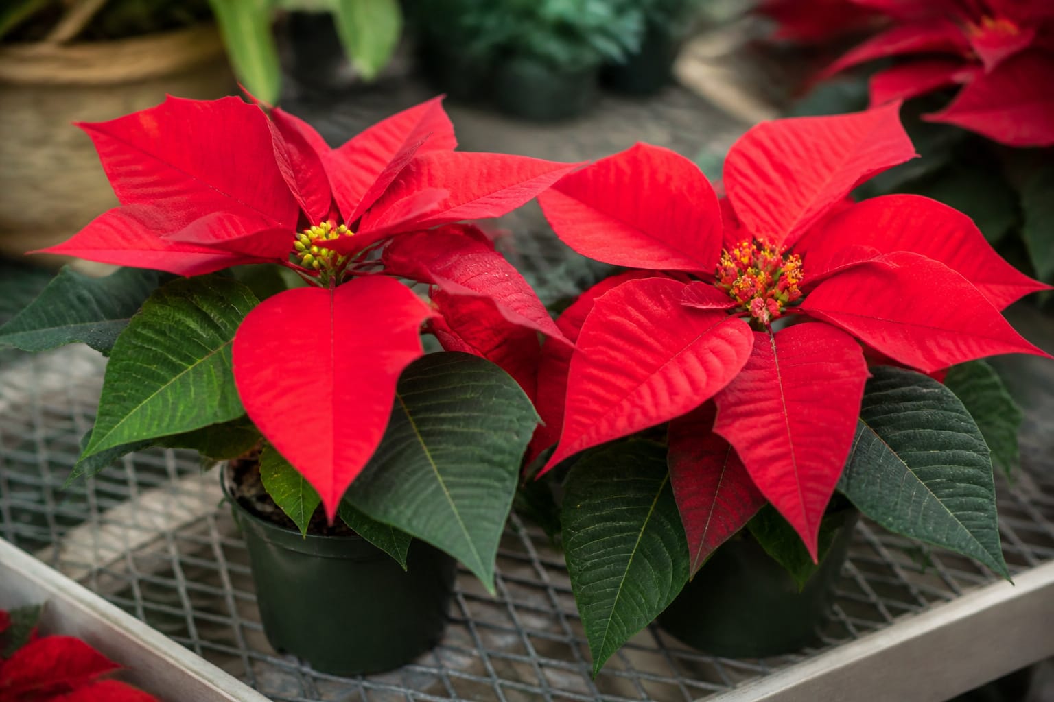 Two poinsettias at different bloom stages side by side, one with tight buds and one fully open